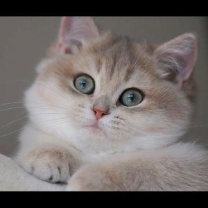 Meet your Posher, Chastity